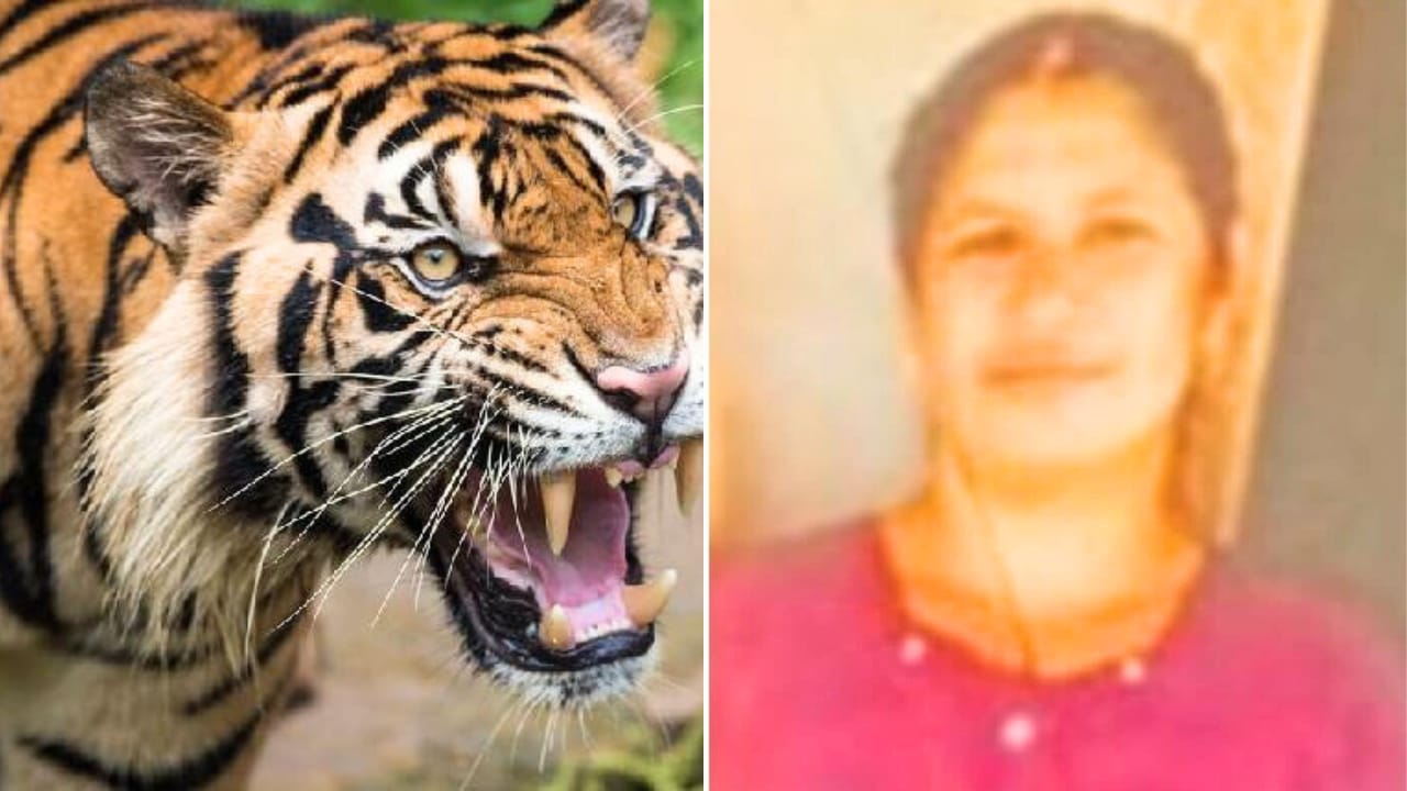 Indian women cricketer's aunt dies in tiger attack at kerala