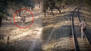 loco pilot scares away lion with stone from railway tracks