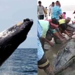 blu whale in muri ganga river