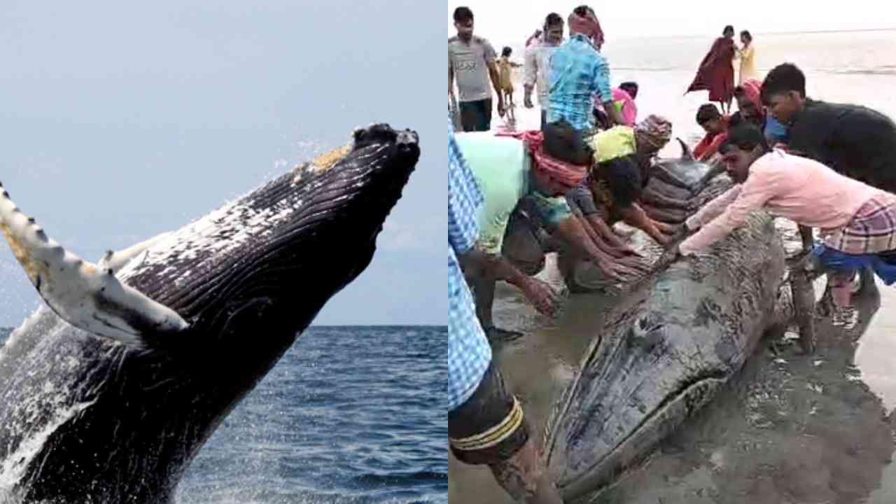 blu whale in muri ganga river