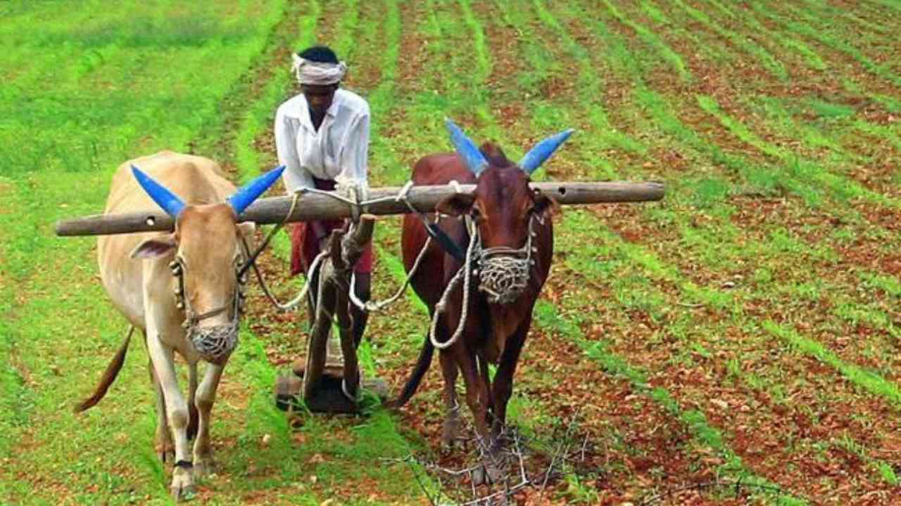 farmer