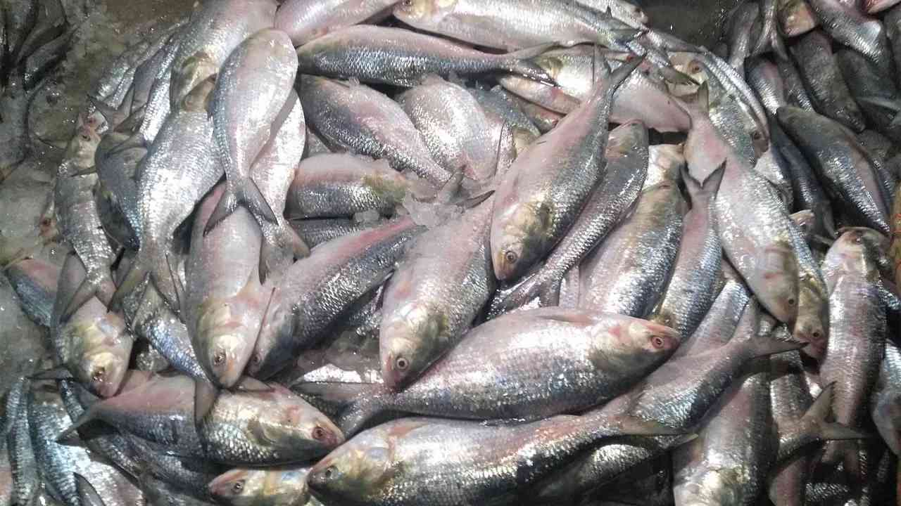 padma river ilish