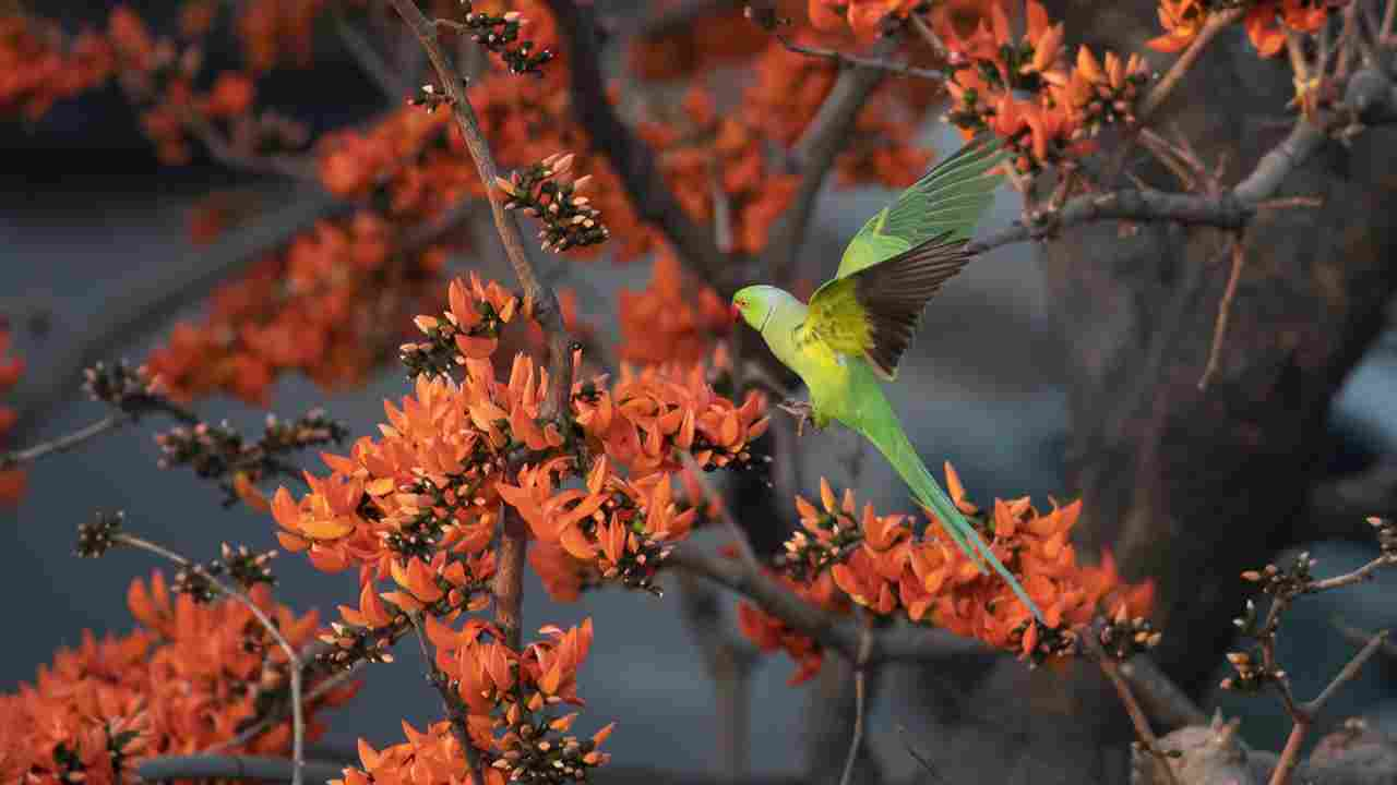 Spring, বসন্ত ঋতু