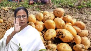 potato farmers nabanna