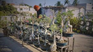 Adenium Baba is earning millions of rupees per month