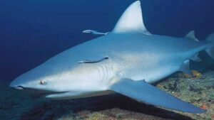 Bull Shark