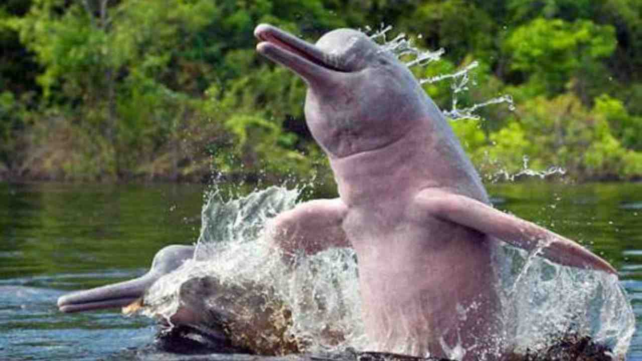 Ganges river dolphin