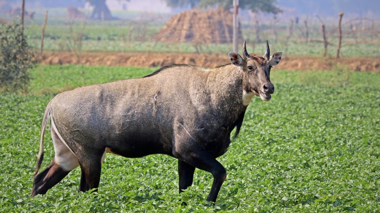 Multiple nilgai spotted in Bankura forest