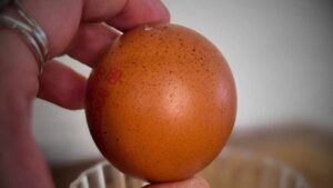 Round shape egg in england