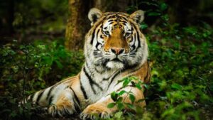 Royal Bengal Tiger in Sundarban