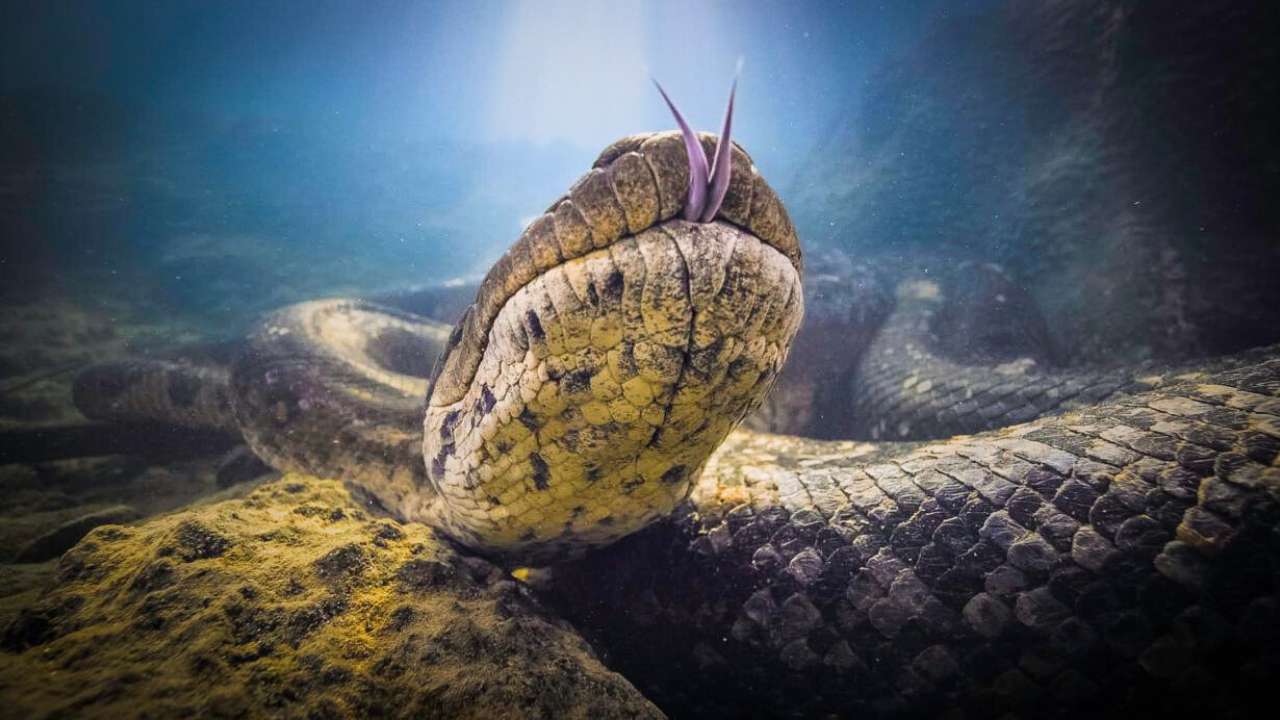 Scientists find largest anaconda in the Amazon jungle