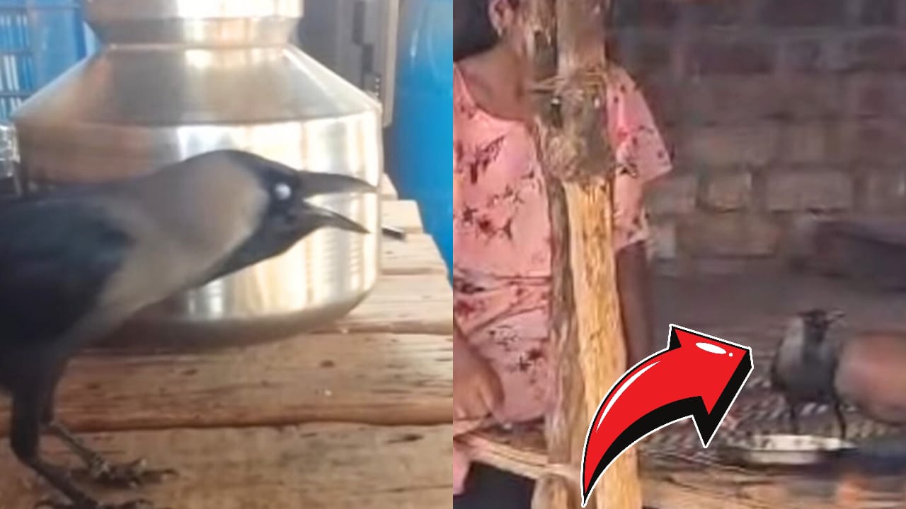 Crow talking like a human viral video