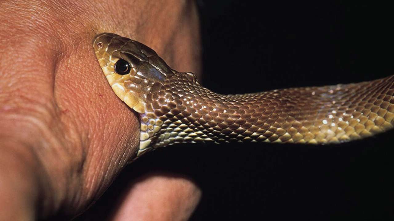 Snake bite treatment now available at home! Medicine developed