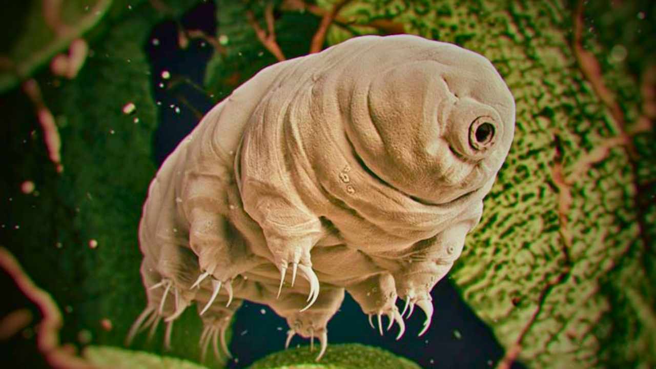 Water Bear