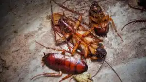 cockroach