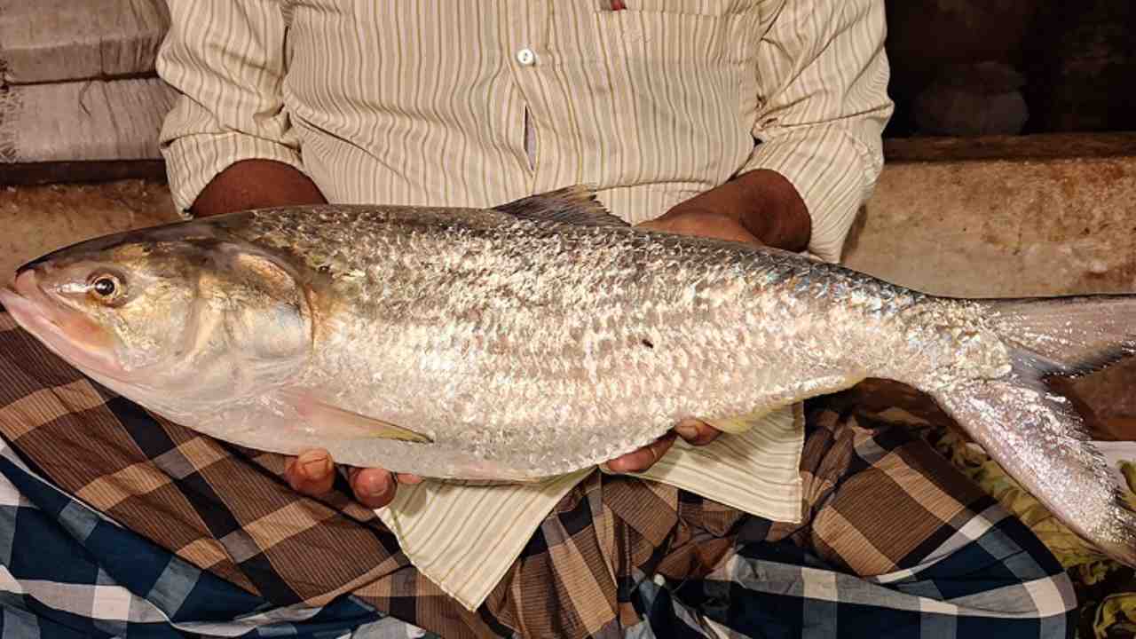 ilish fish