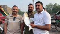 padma river ilish