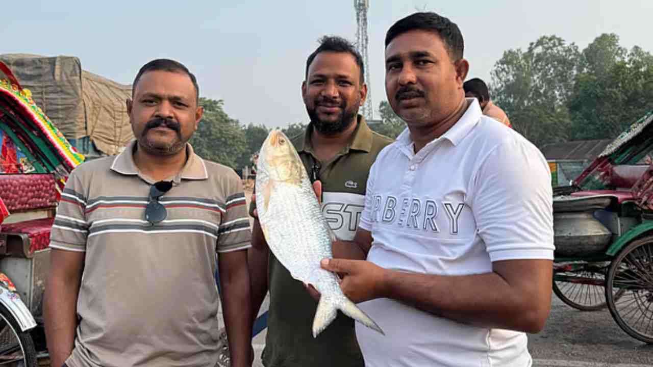 padma river ilish