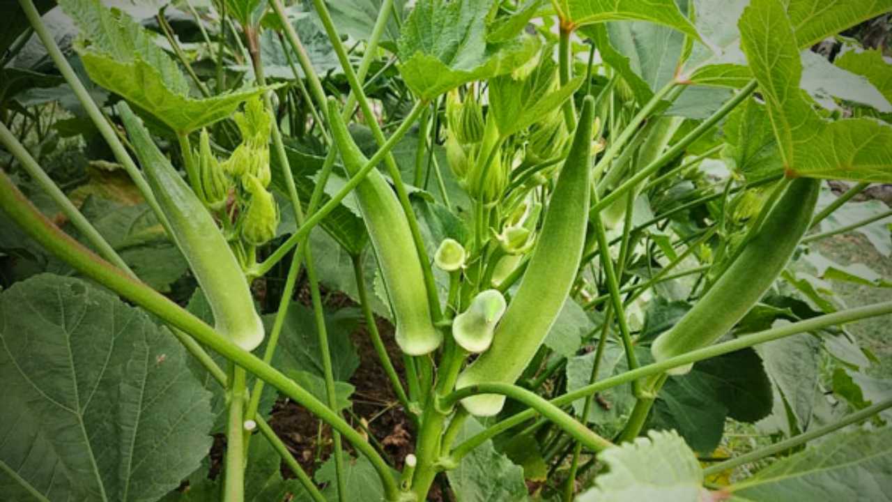 Bhendi Cultivation
