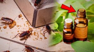 Insect Remedy