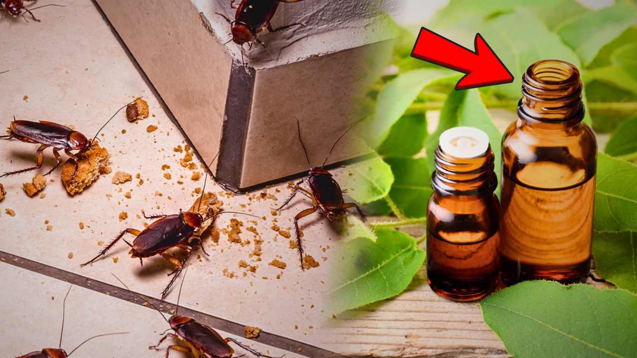 Insect Remedy