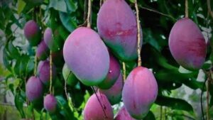 Miyazaki Mango
