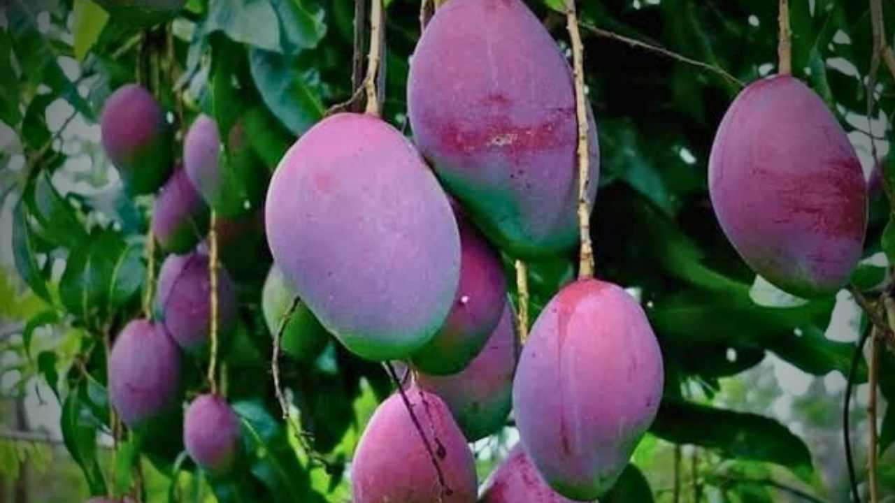Miyazaki Mango