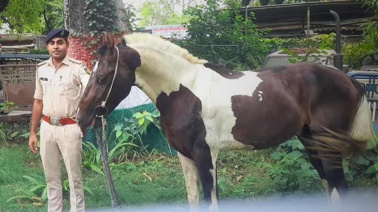 Police arrest horse for Liquor smuggling