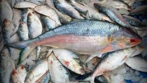 Digha Hilsa