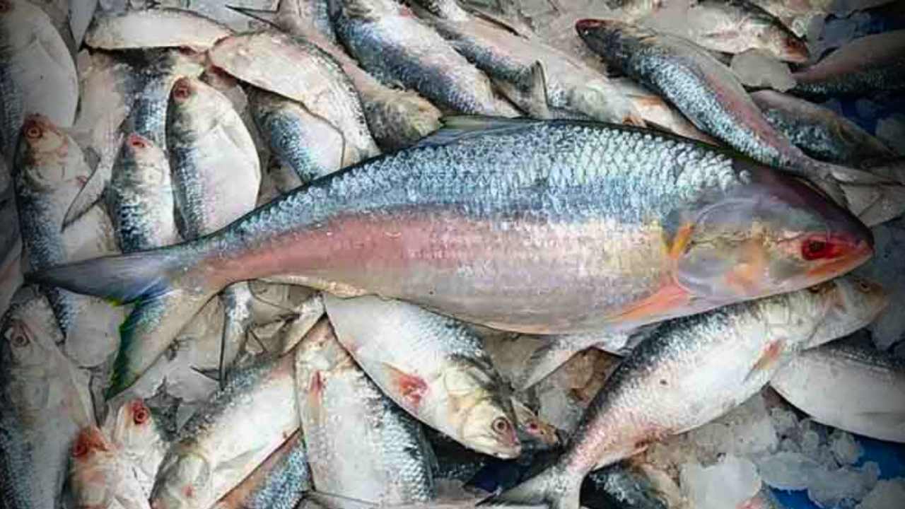 Digha Hilsa