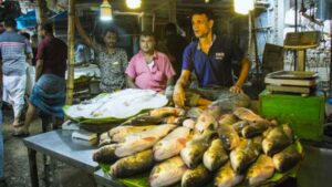 Hilsa Fish