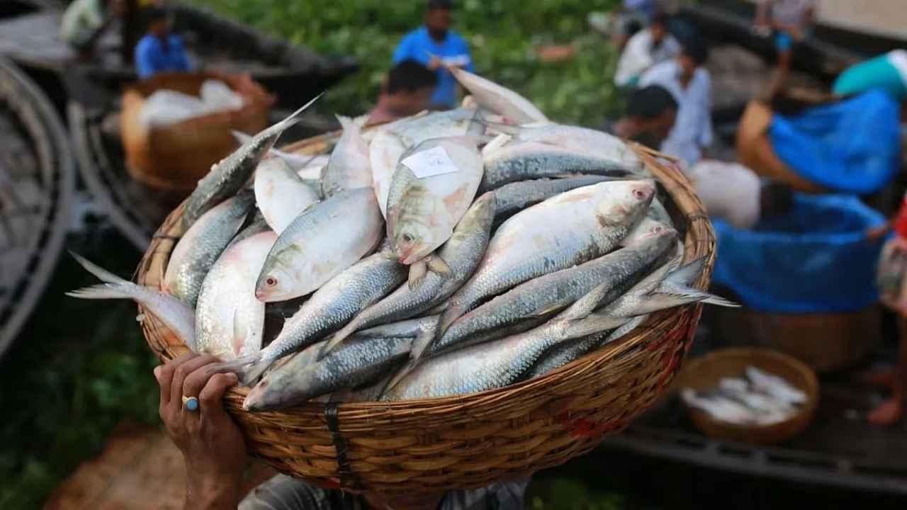 Ilish in Monsoon Season