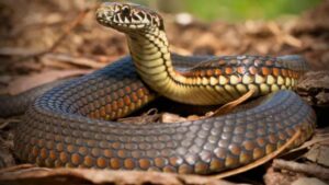 Snake Prevention Tips