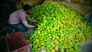 Vendors earn Rs 7 lakh in just four days at Malda mango fair