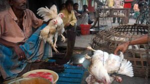 chicken price