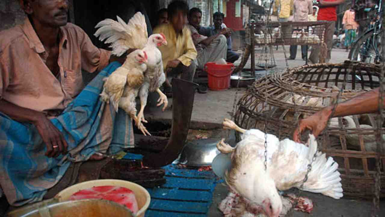 chicken price