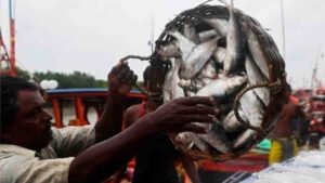 digha ilish