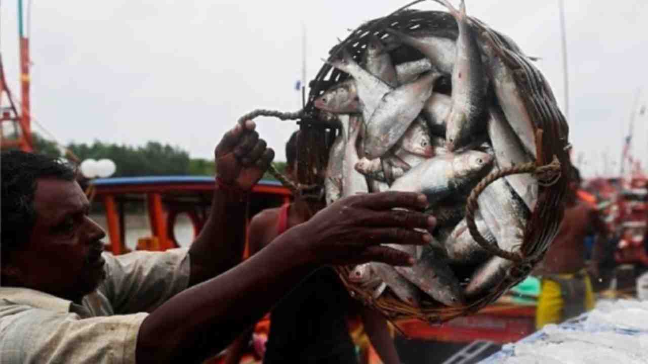 digha ilish