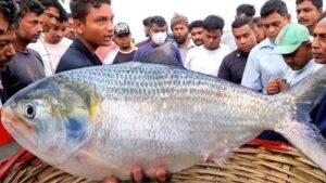 ilish