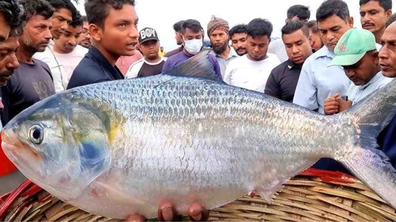 ilish