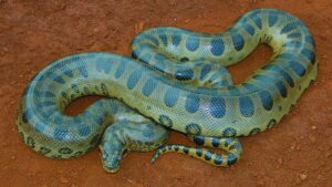 Alipore Zoo