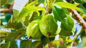 Benefits Of Guava Leaves