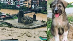 Himachal Pradesh Flood