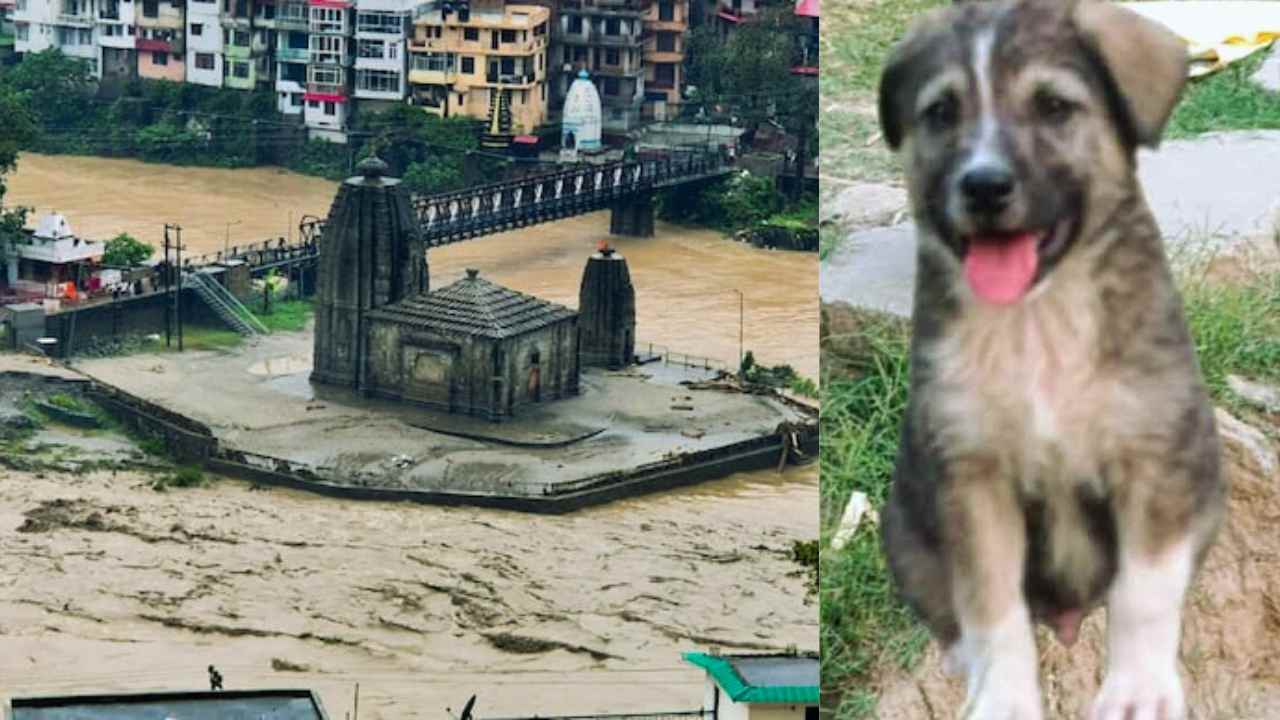 Himachal Pradesh Flood