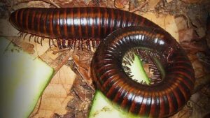 Millipede Remedy