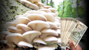 Mushroom Cultivation