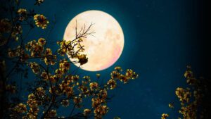 Purnima 2025