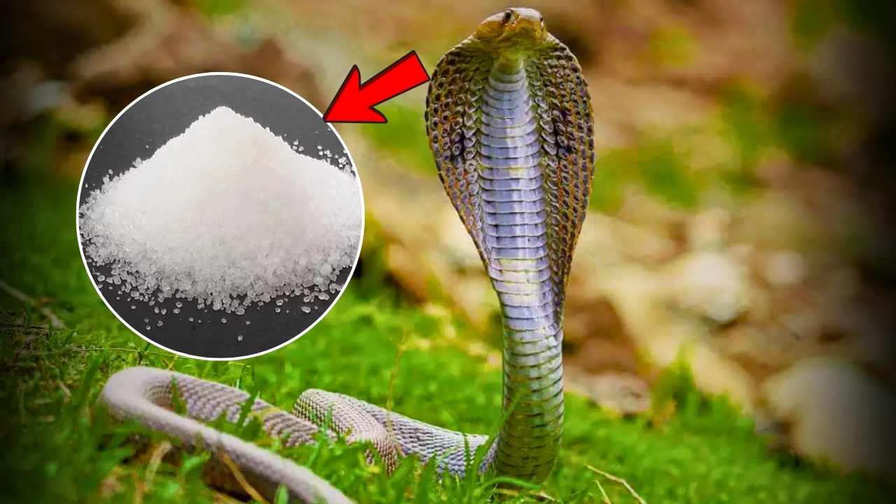 Snake Remedy