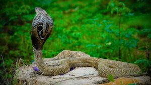 Snake Rescue Tips During Rainy Days