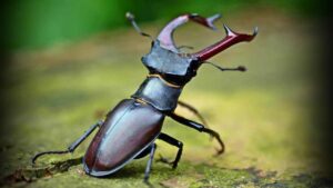 Stag Beetle